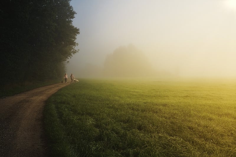 Mystical Forest Path